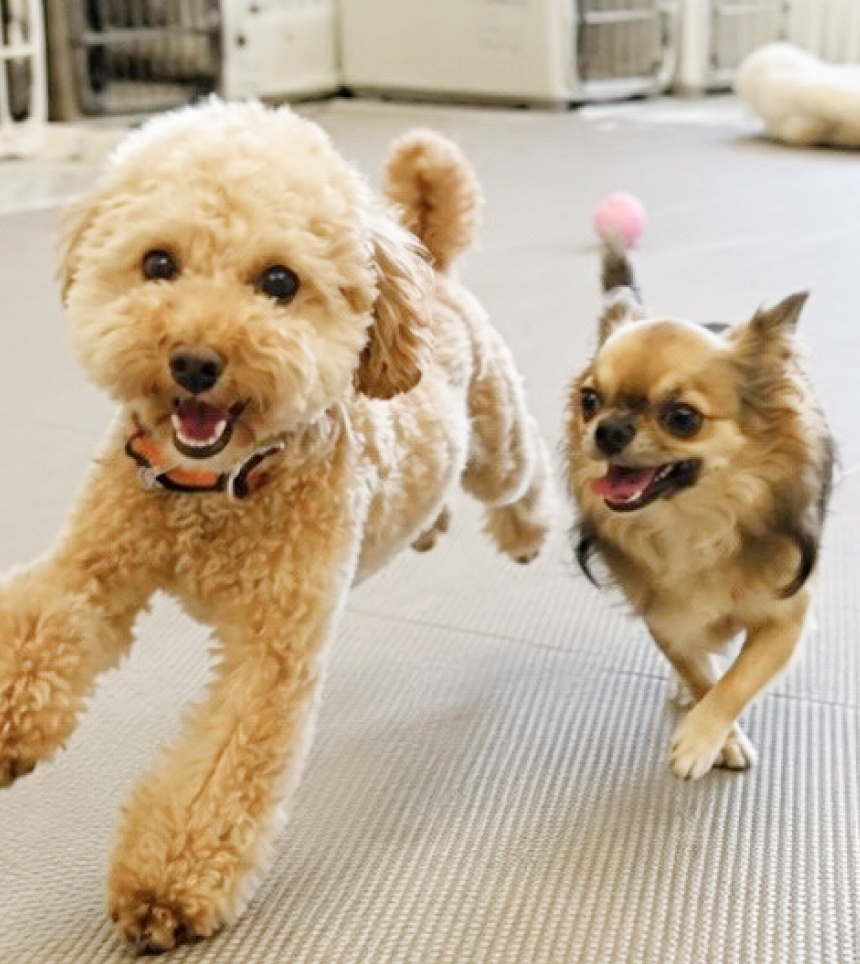 犬の写真