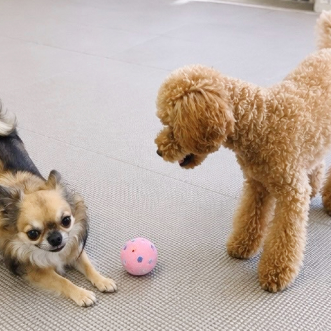 ボールで遊ぶ2匹の犬
